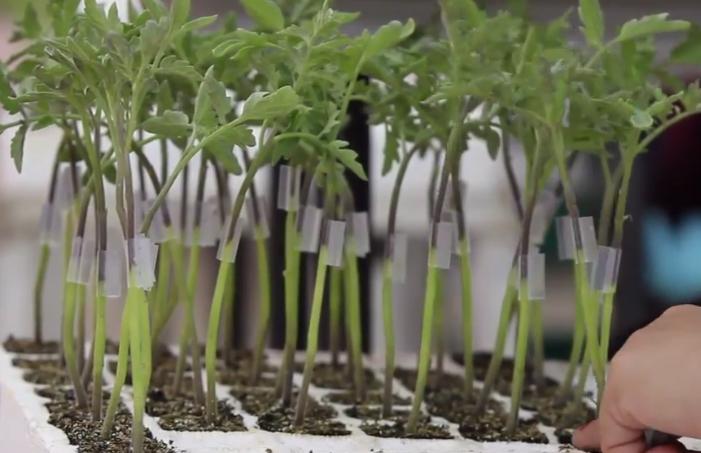 Horticultural grafting boosts Mexican women while saving the ozone layer Horticultural grafting boosts Mexican women while saving the ozone layer