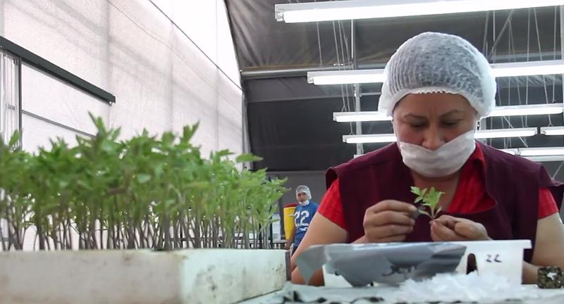 Horticultural grafting boosts Mexican women while saving the ozone layer